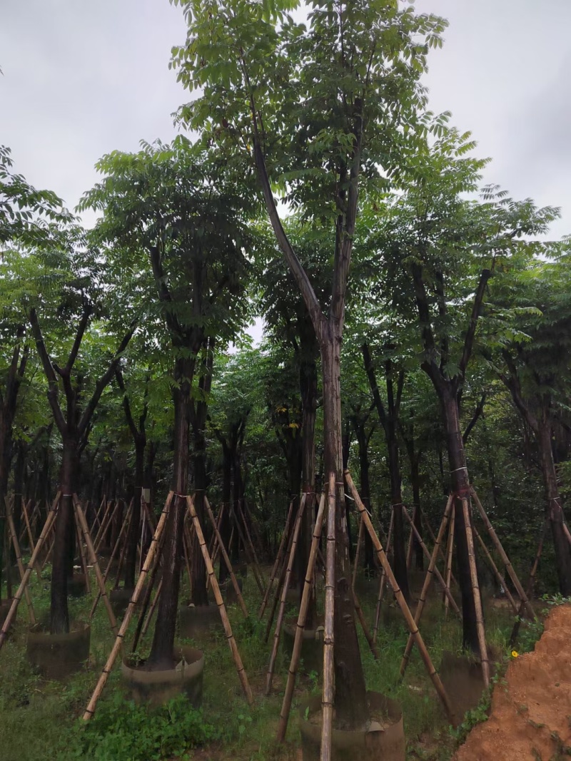 黄山栾树10-15公分出售。基地直销