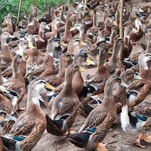 流动水鸭场，养有15977羽，74天，已售5701羽