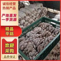 【精选】蘑菇黑蘑菇，货品丰富等级齐全，质量保证，常年有货