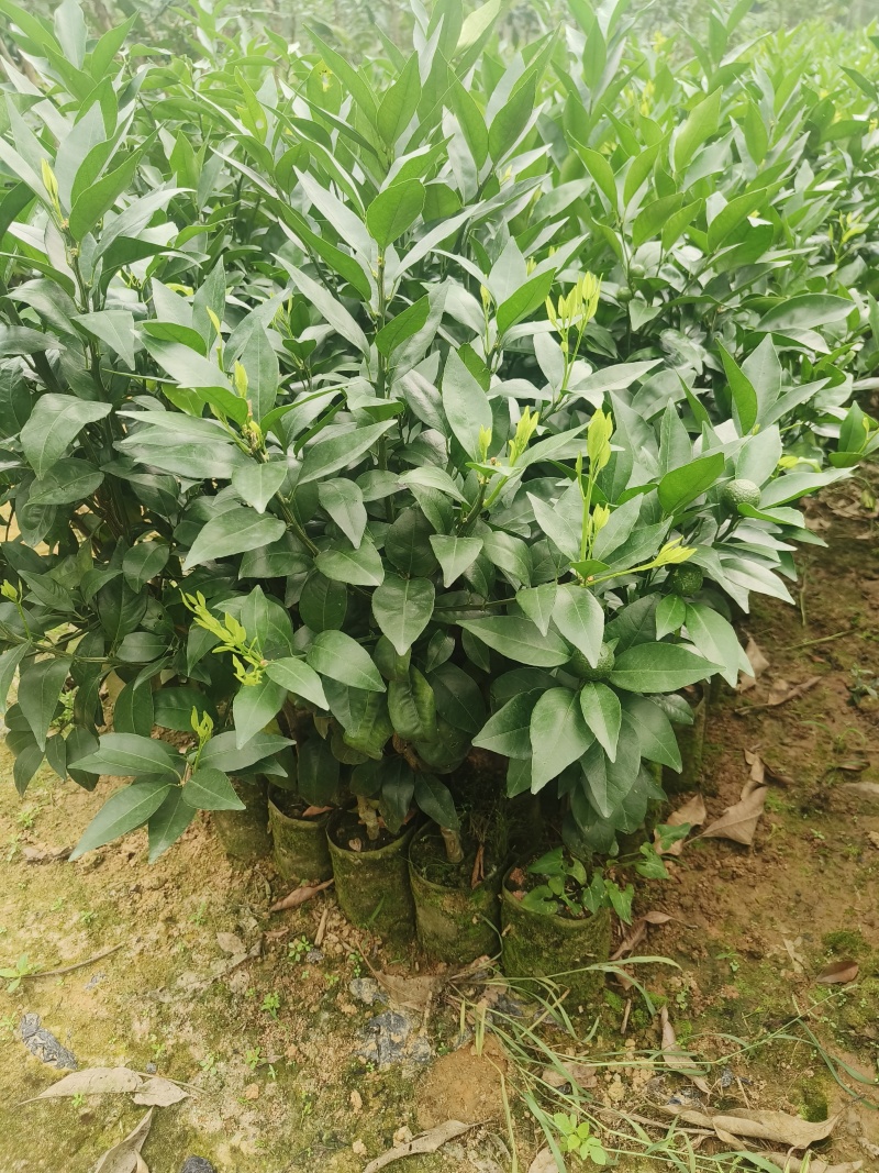 沃柑苗