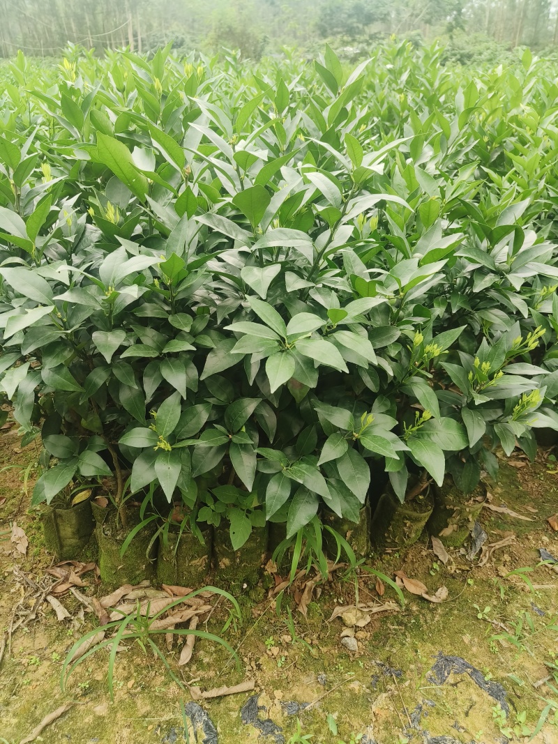 沃柑苗