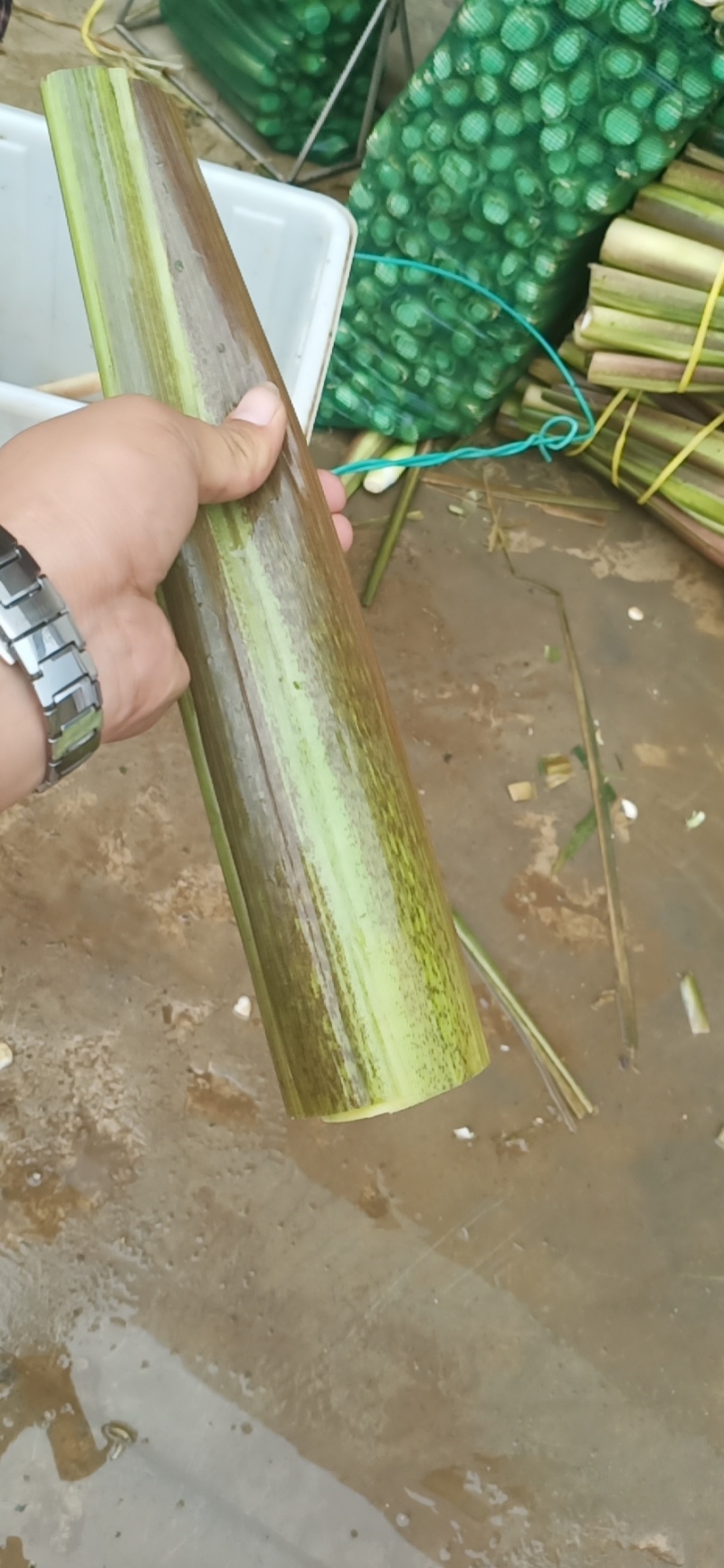 四川会理茭白大量上市，需要的联系我