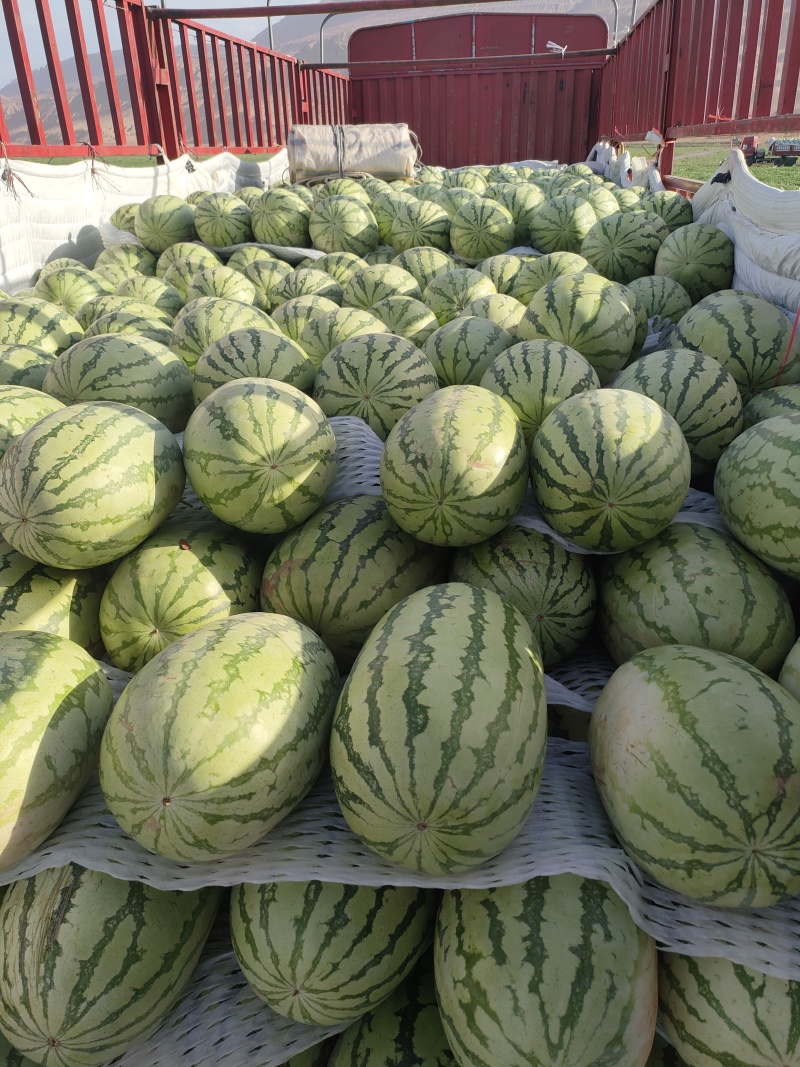 奎屯金城五号西瓜新疆奎屯西瓜，哈密昌吉西瓜大吨位走货