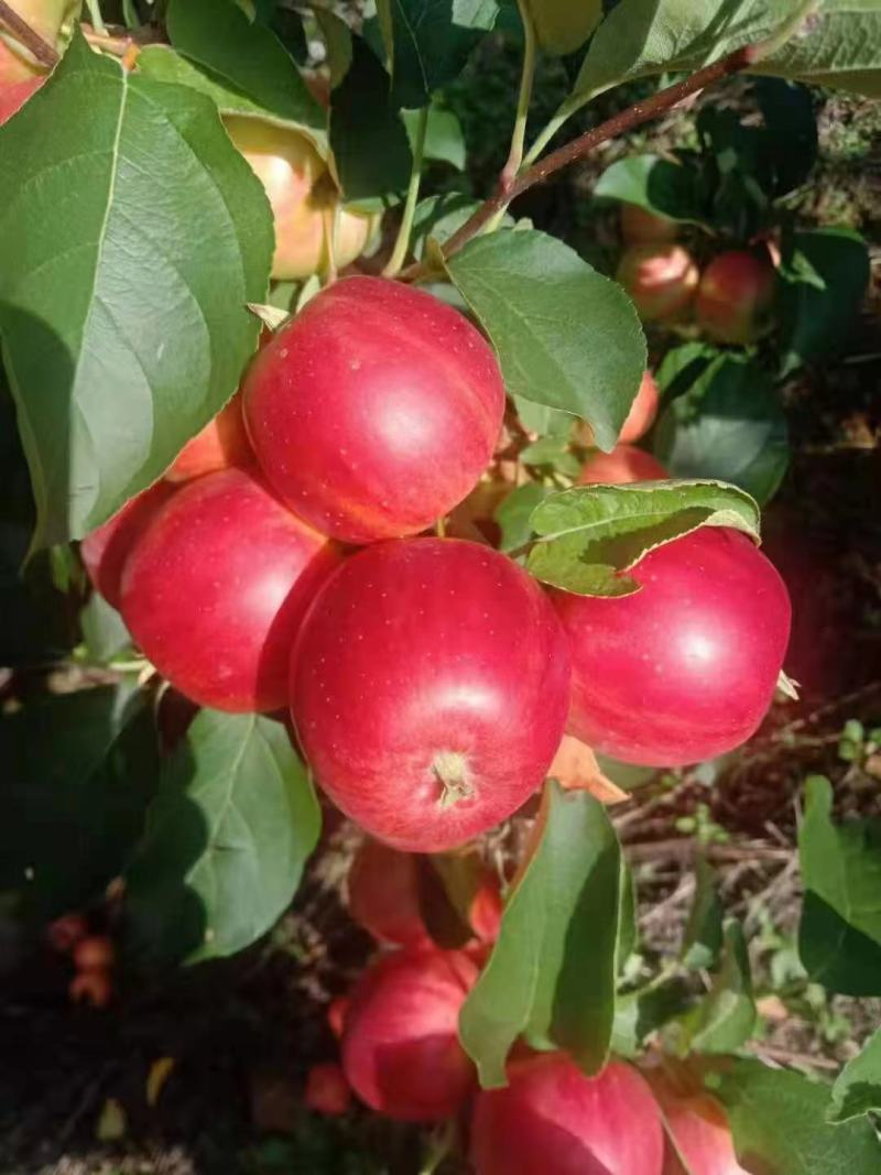 123小苹果（花红）大量现货供应，保质保量，对接市场批发