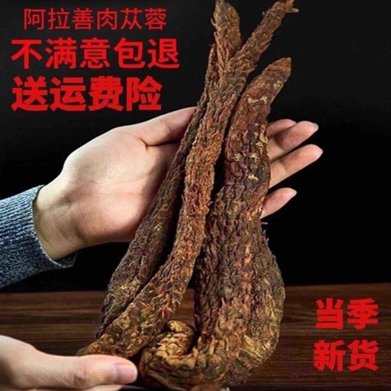内蒙古阿拉善油苁蓉