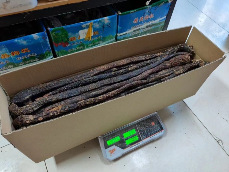 内蒙古阿拉善油苁蓉