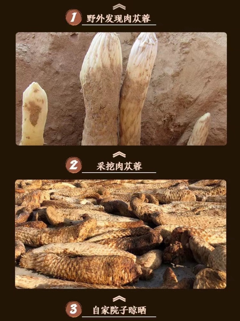 内蒙古阿拉善油苁蓉