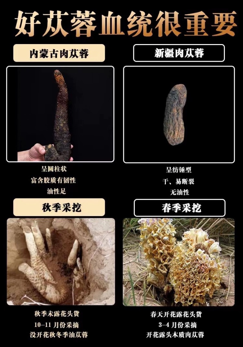 内蒙古阿拉善油苁蓉