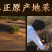内蒙古阿拉善油苁蓉