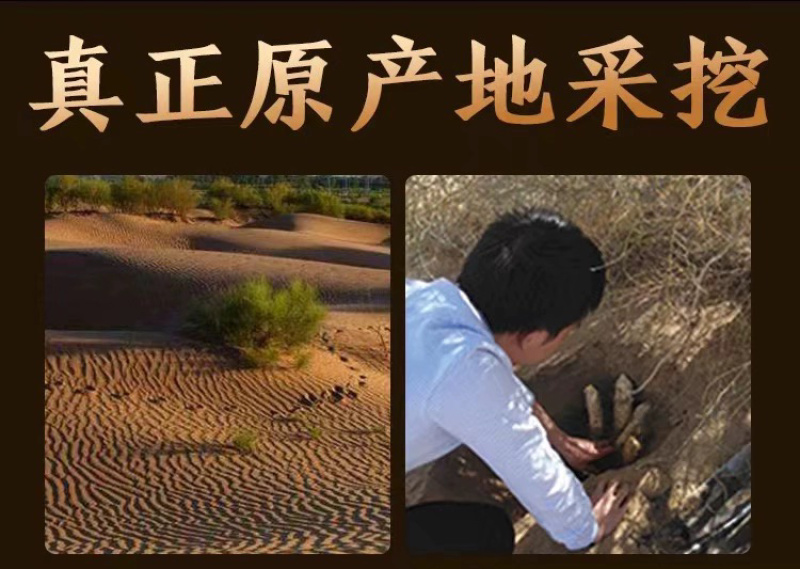 内蒙古阿拉善油苁蓉