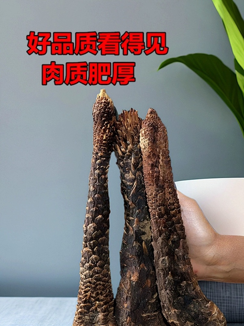 内蒙古阿拉善油苁蓉