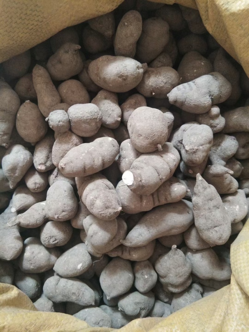 贵州优质三叶青