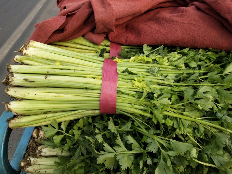 芹菜上市产地直发视频看货质量好