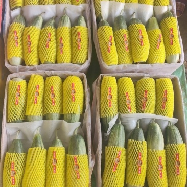 博洋61