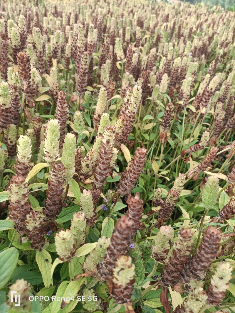 中草药夏枯草基地