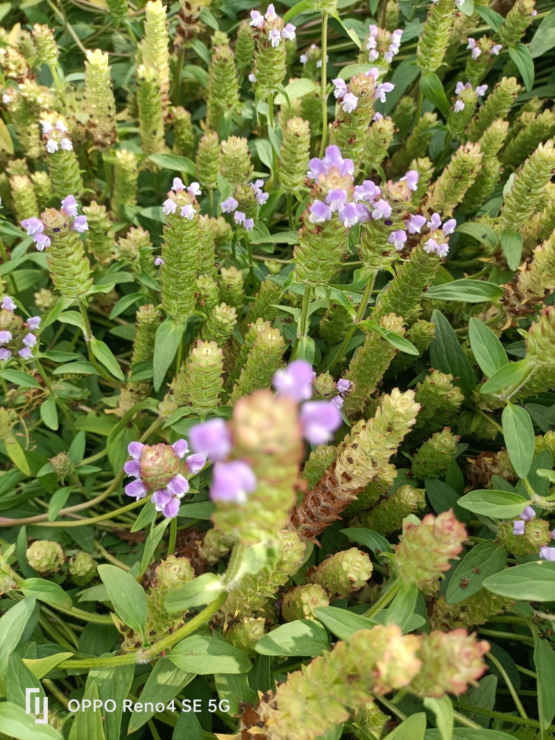 中草药夏枯草基地