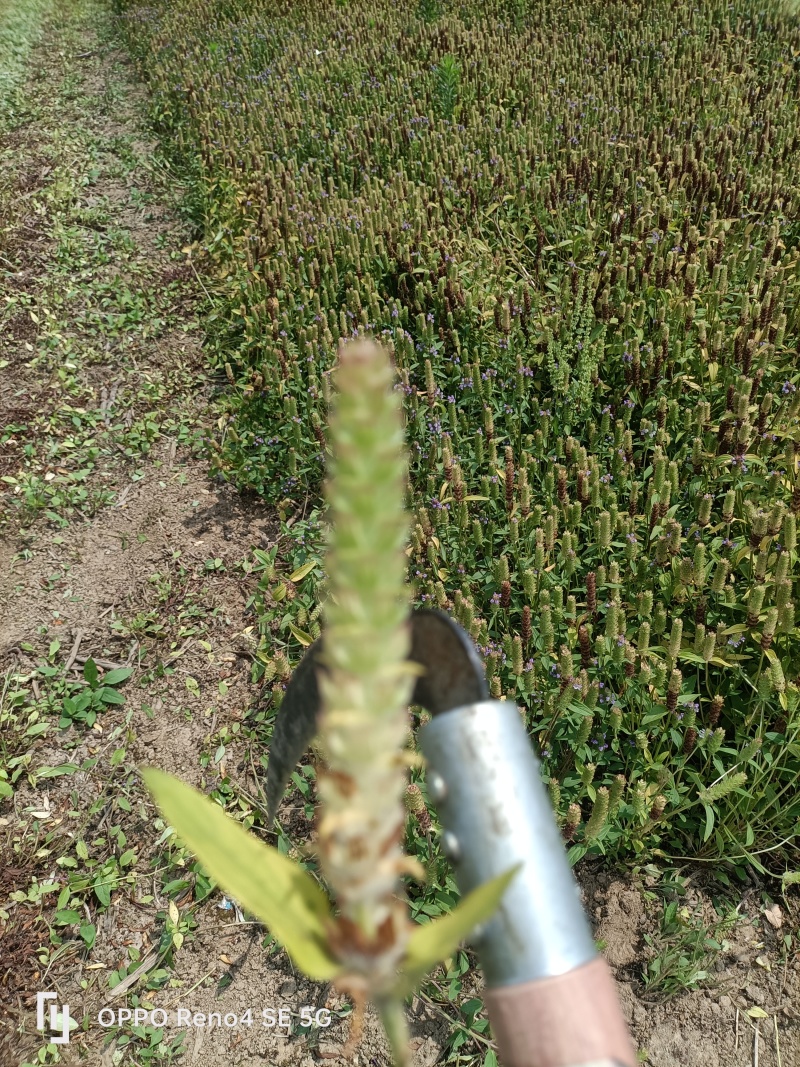 中草药夏枯草基地