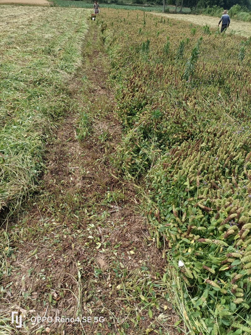 中草药夏枯草基地