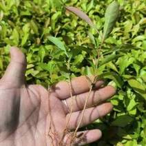 木荷小苗，大量木荷小苗可以出圃了，根系发达，种植成活率高