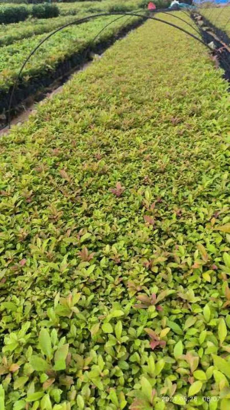 木荷小苗，大量木荷小苗可以出圃了，根系发达，种植成活率高