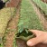 木荷小苗，大量木荷小苗可以出圃了，根系发达，种植成活率高