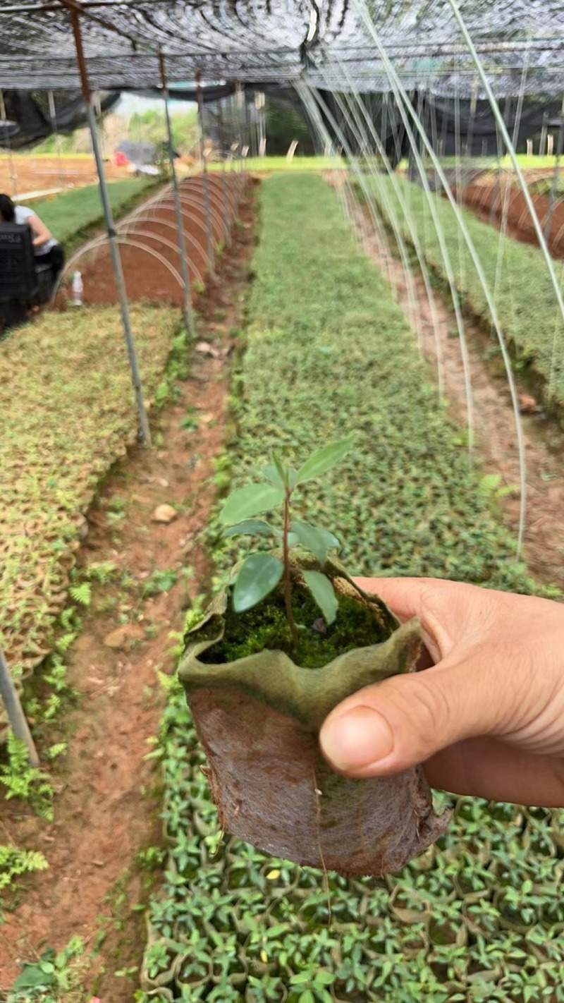 木荷小苗，大量木荷小苗可以出圃了，根系发达，种植成活率高