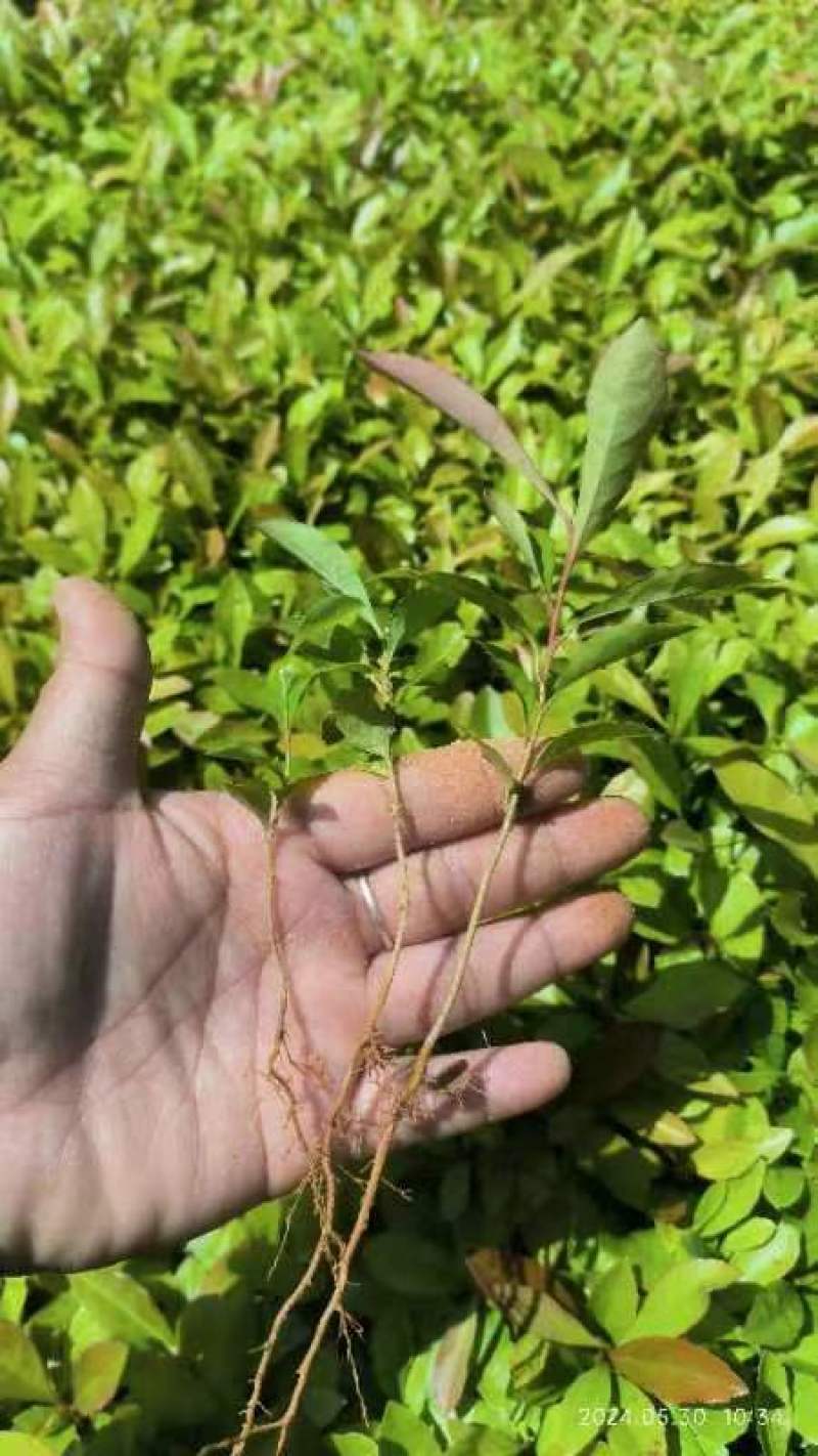 木荷小苗，大量木荷小苗可以出圃了，根系发达，种植成活率高