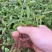 木荷小苗，大量木荷小苗可以出圃了，根系发达，种植成活率高