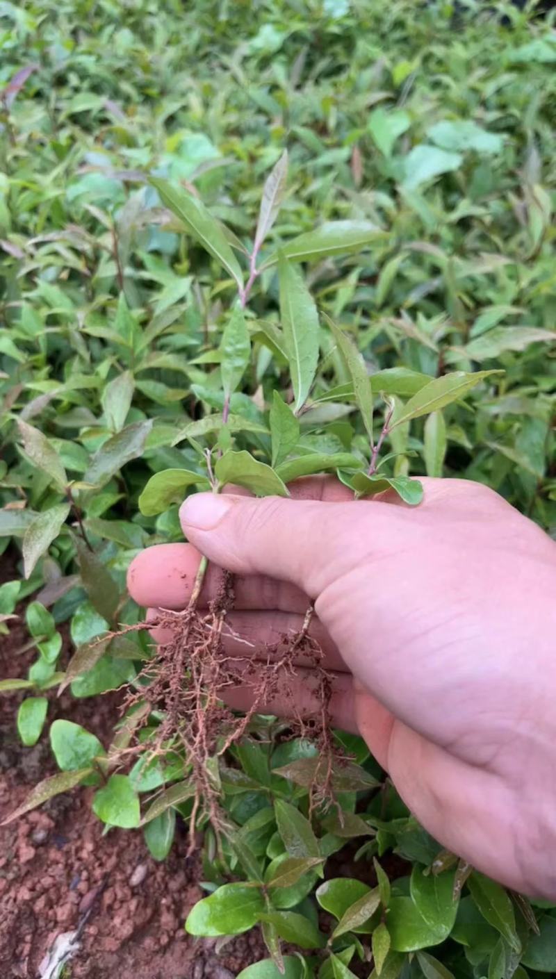 木荷小苗，大量木荷小苗可以出圃了，根系发达，种植成活率高