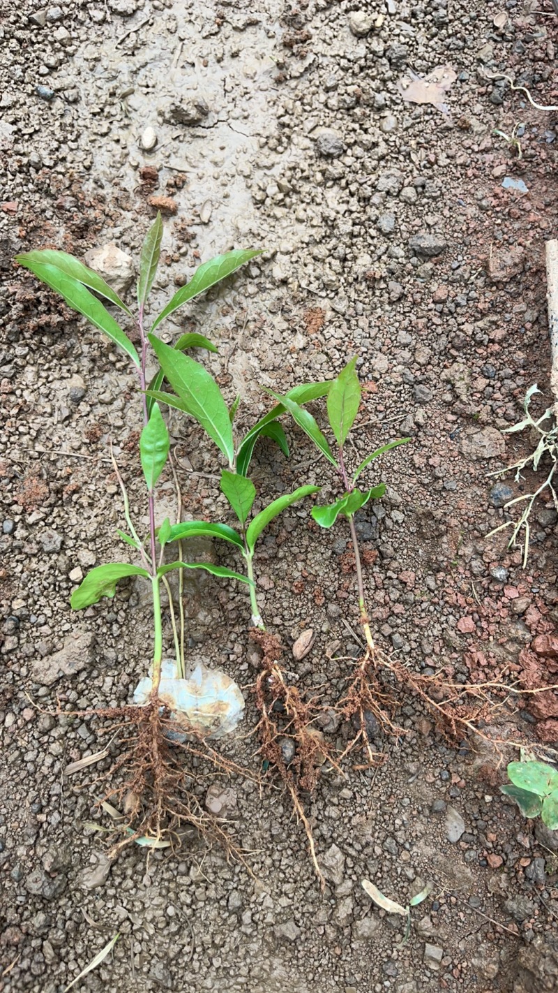 木荷小苗，大量木荷小苗可以出圃了，根系发达，种植成活率高