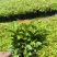木荷小苗，大量木荷小苗可以出圃了，根系发达，种植成活率高