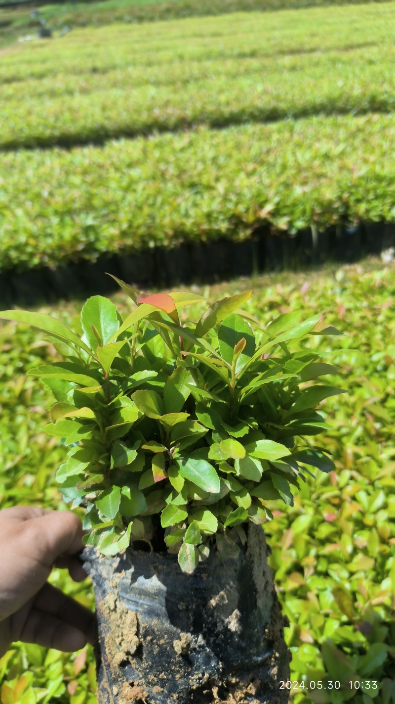 木荷小苗，大量木荷小苗可以出圃了，根系发达，种植成活率高