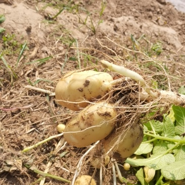 精品土豆荷兰15