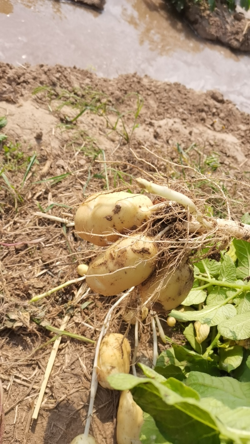 精品土豆荷兰15