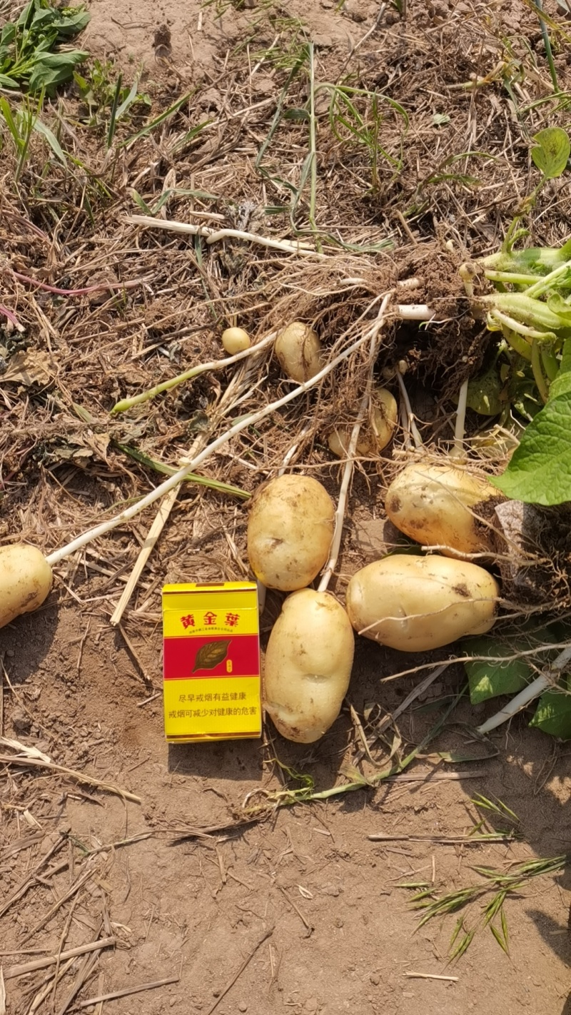 精品土豆荷兰15
