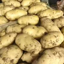 新鲜荷兰十五土豆山东沂水大量供应优质鲜土豆保质保量