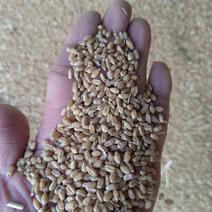 2024年新小麦，毛粮大量供应中