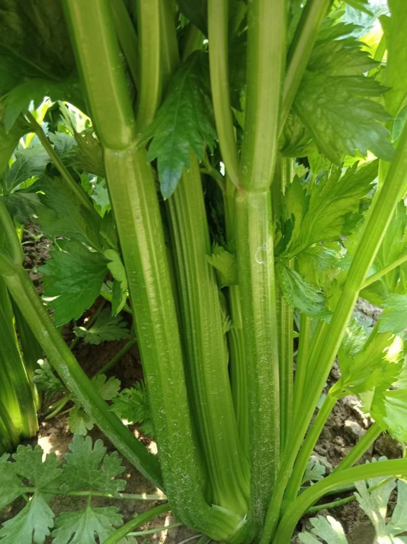 辽宁西芹。沈阳西芹基地直供全国，无丝不空心。