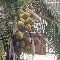 椰子果