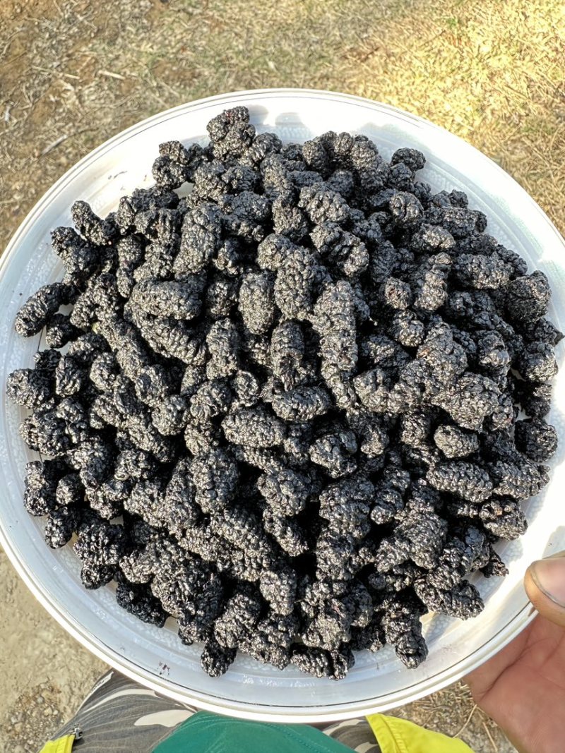 四川攀枝花深山老树桑椹干，价格不包含物流费。