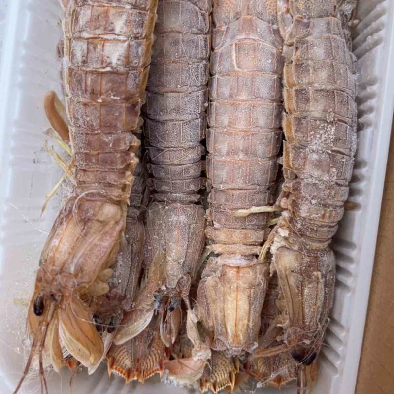 皮皮虾大母带膏熟冻虾姑琵琶虾虾婆虾姑！！