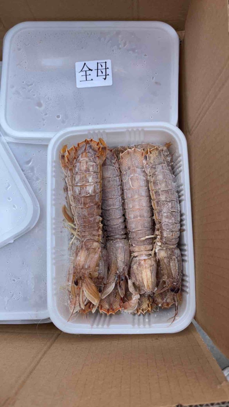 皮皮虾大母带膏熟冻虾姑琵琶虾虾婆虾姑！！