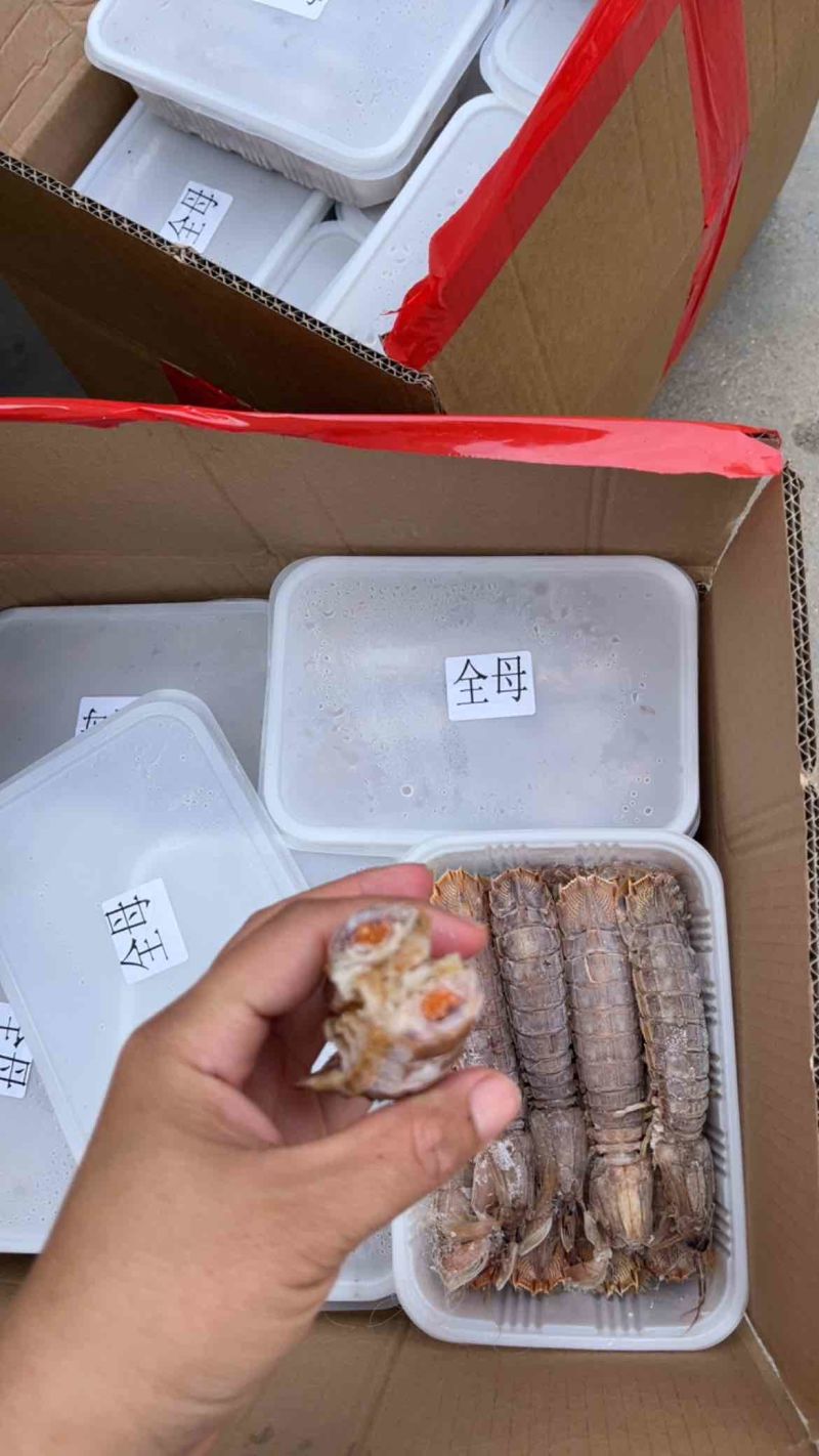 皮皮虾大母带膏熟冻虾姑琵琶虾虾婆虾姑！！