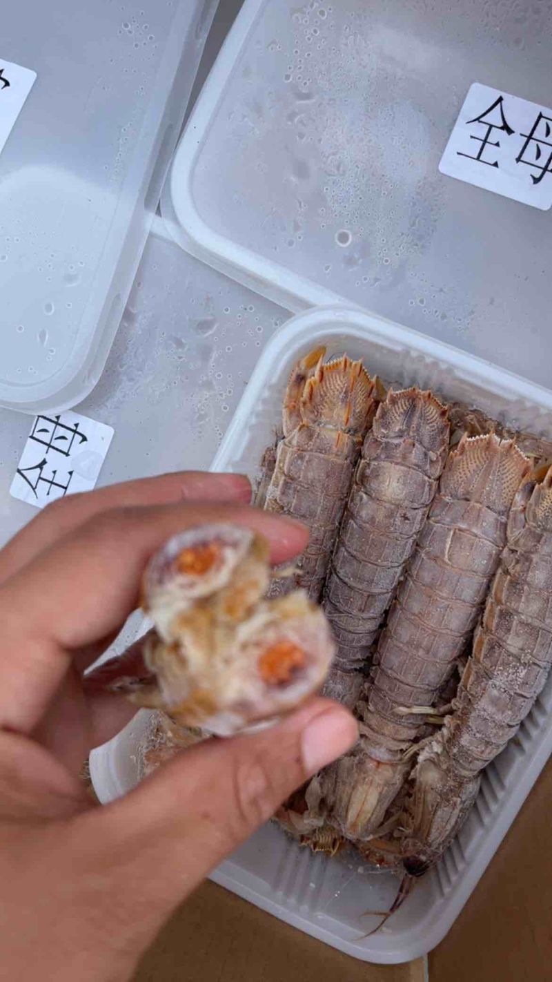 皮皮虾大母带膏熟冻虾姑琵琶虾虾婆虾姑！！