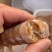 皮皮虾大母带膏熟冻虾姑琵琶虾虾婆虾姑！！