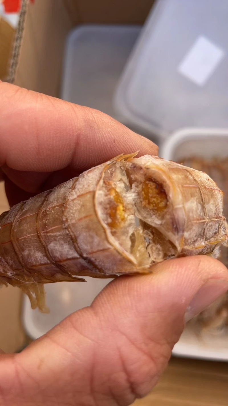 皮皮虾大母带膏熟冻虾姑琵琶虾虾婆虾姑！！