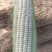 万糯2000