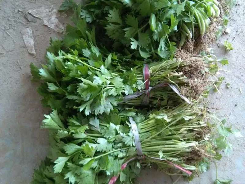 精品法国皇后芹菜苗，根系粗壮，成活率高，产地上市中，