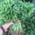 精品法国皇后芹菜苗，根系粗壮，成活率高，产地上市中，