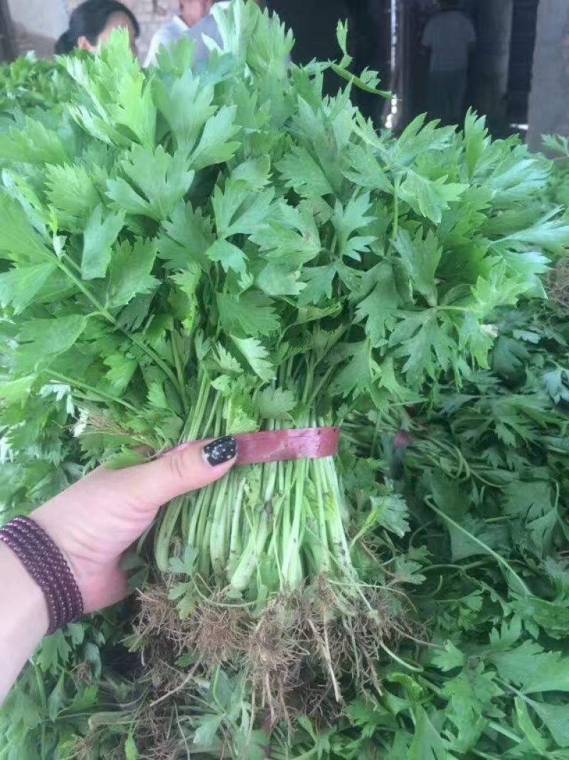 精品法国皇后芹菜苗，根系粗壮，成活率高，产地上市中，